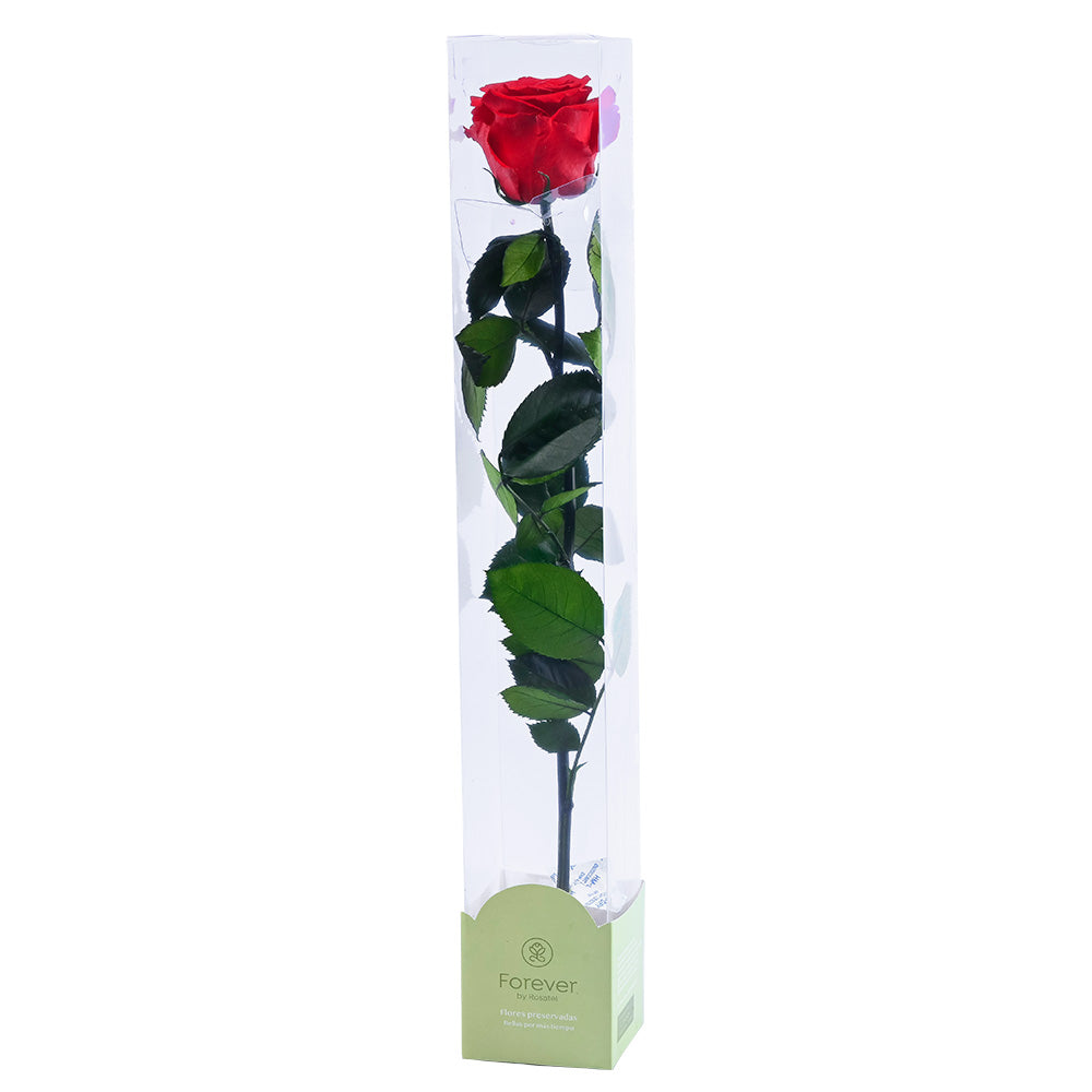 Rosa Preservada Natural Roja en Caja Acrilica