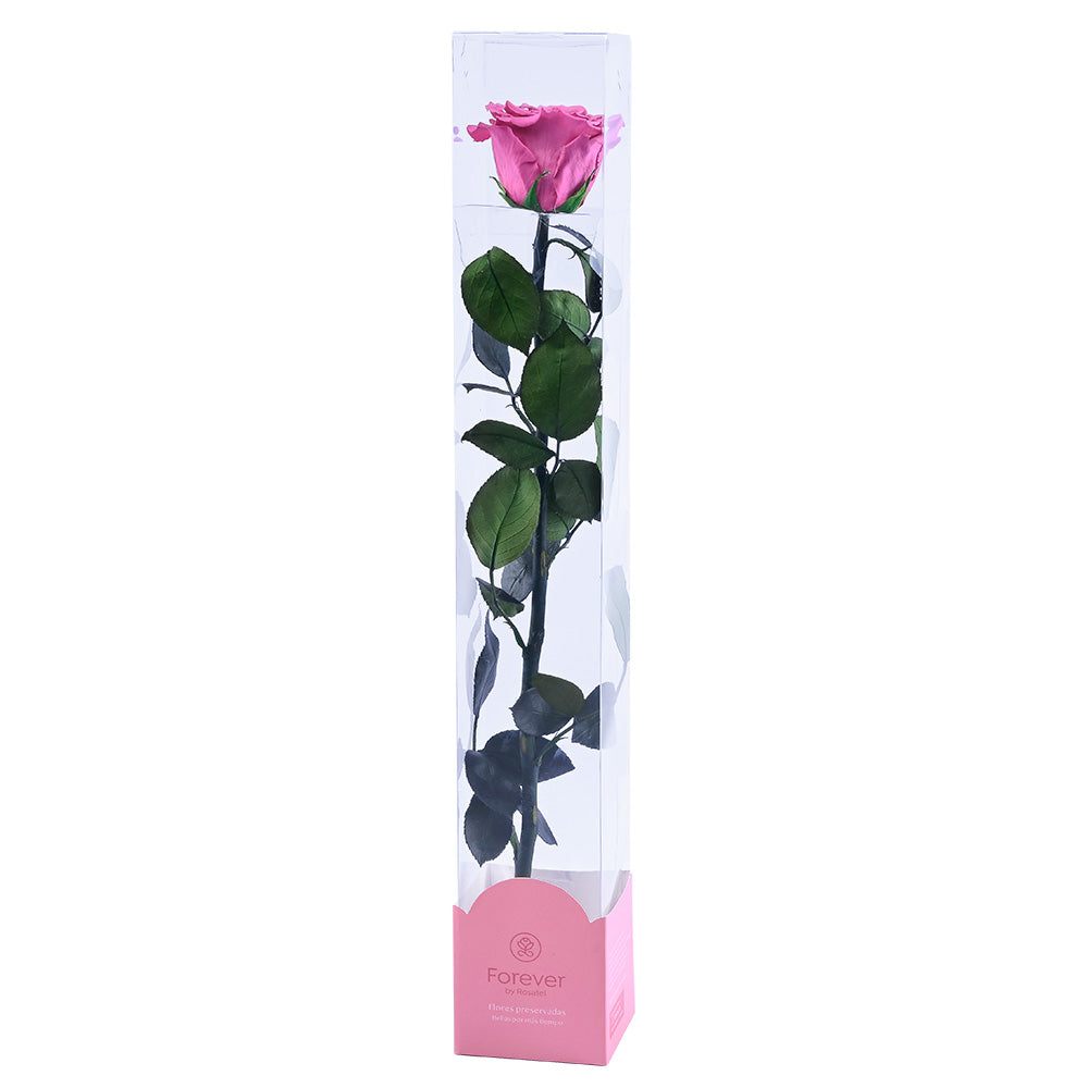Rosa Preservada Natural Violeta en Caja Acrílica