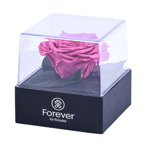 Rosa Violeta Preservada en Cubo