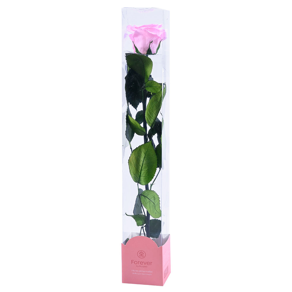 Rosa Preservada Natural Rosado en Caja Acrílica