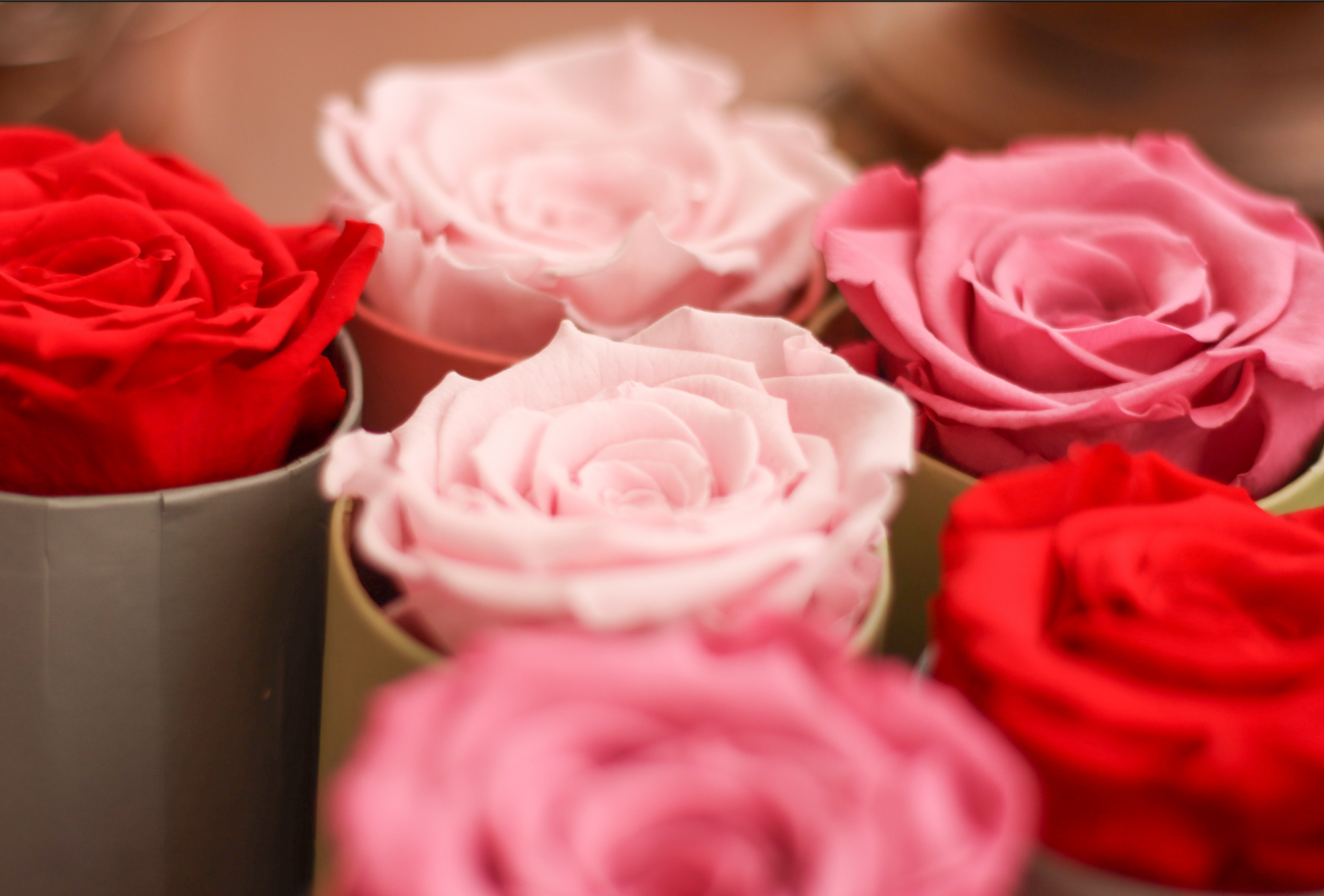 Comprar flores eternas - Roses to Love
